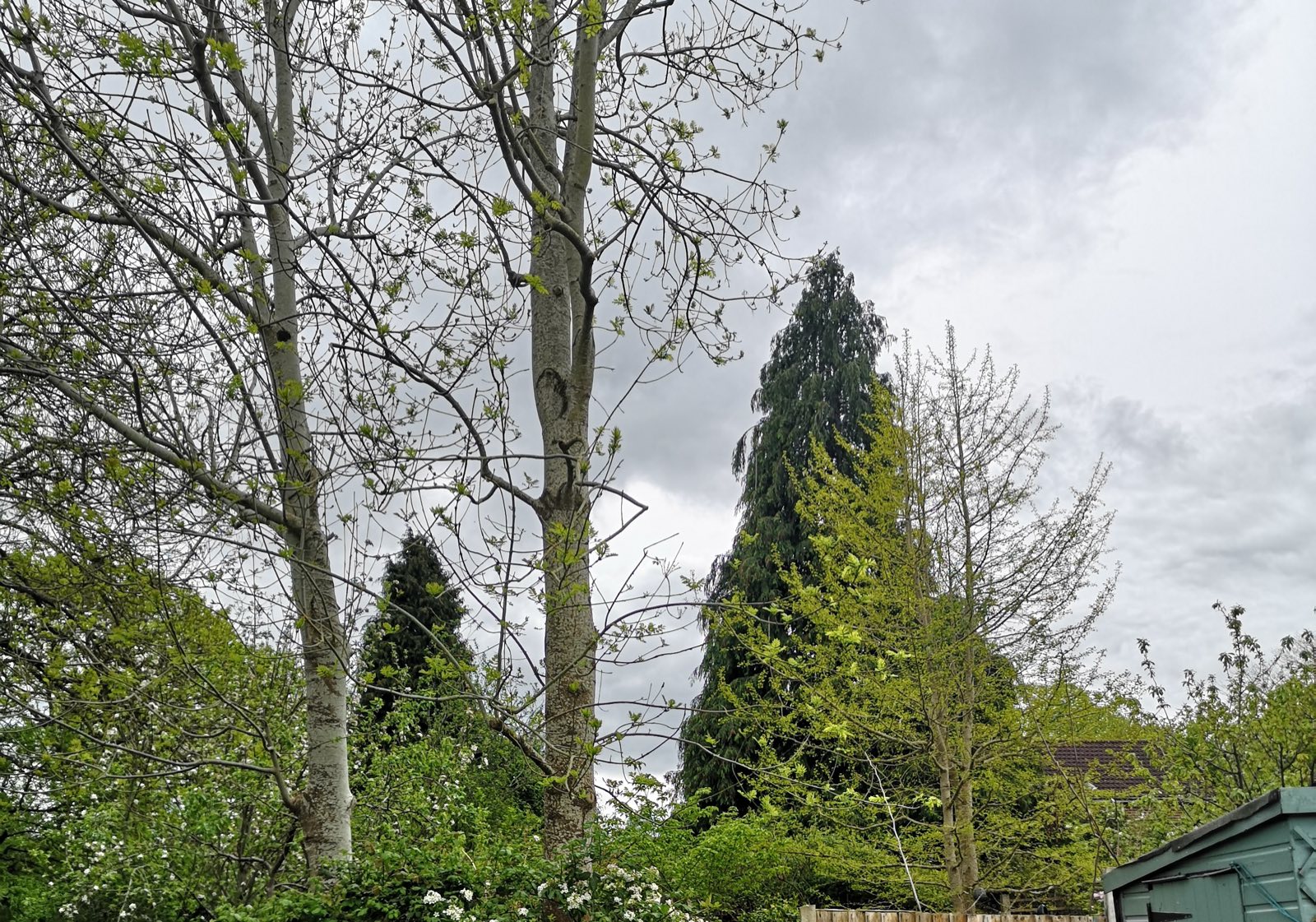 Mature garden trees — contact Perry's All Outdoor Solutions