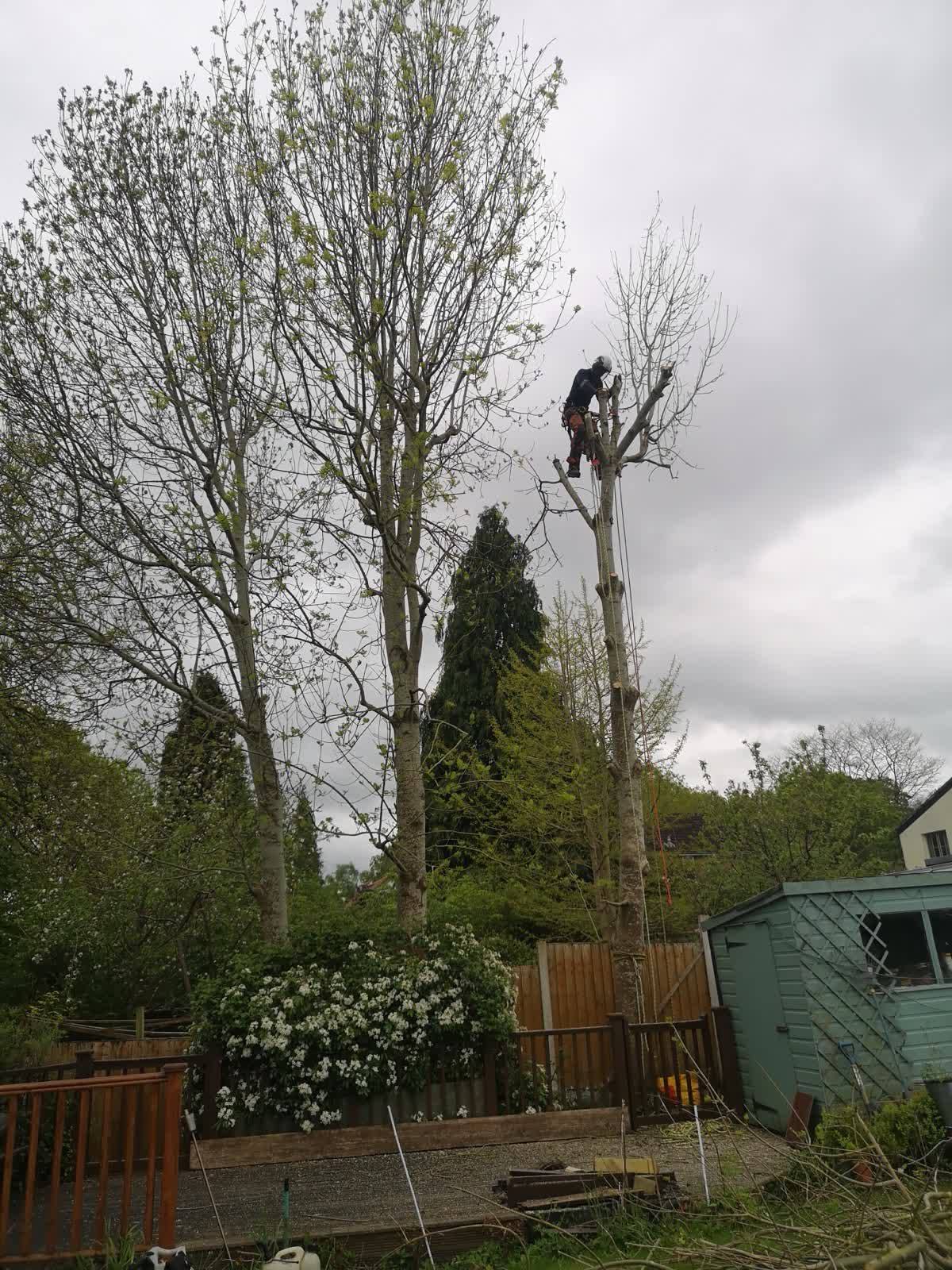 Perry's climber dismantling an ash tree