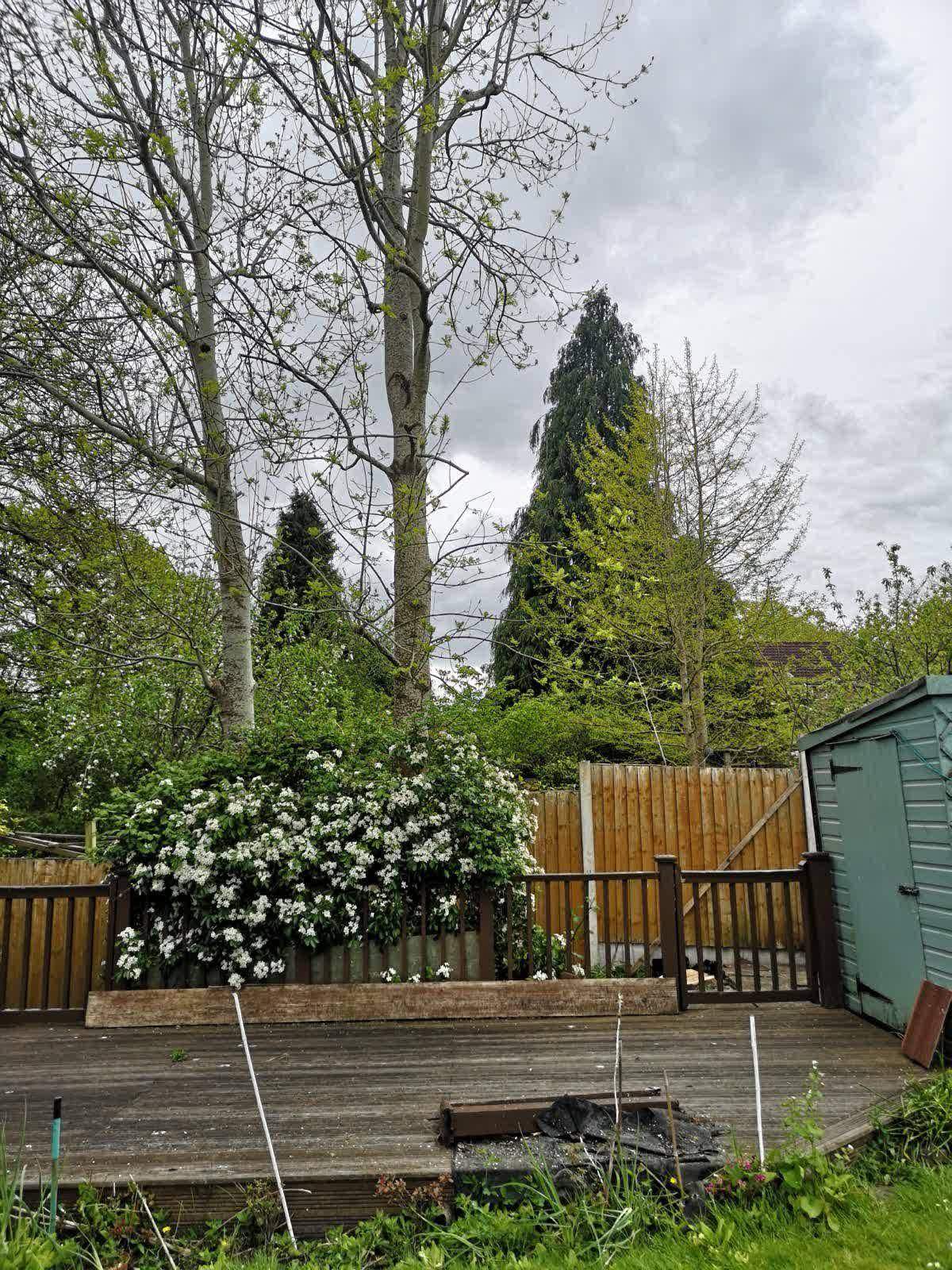 Ash Tree Removal Over Shed
