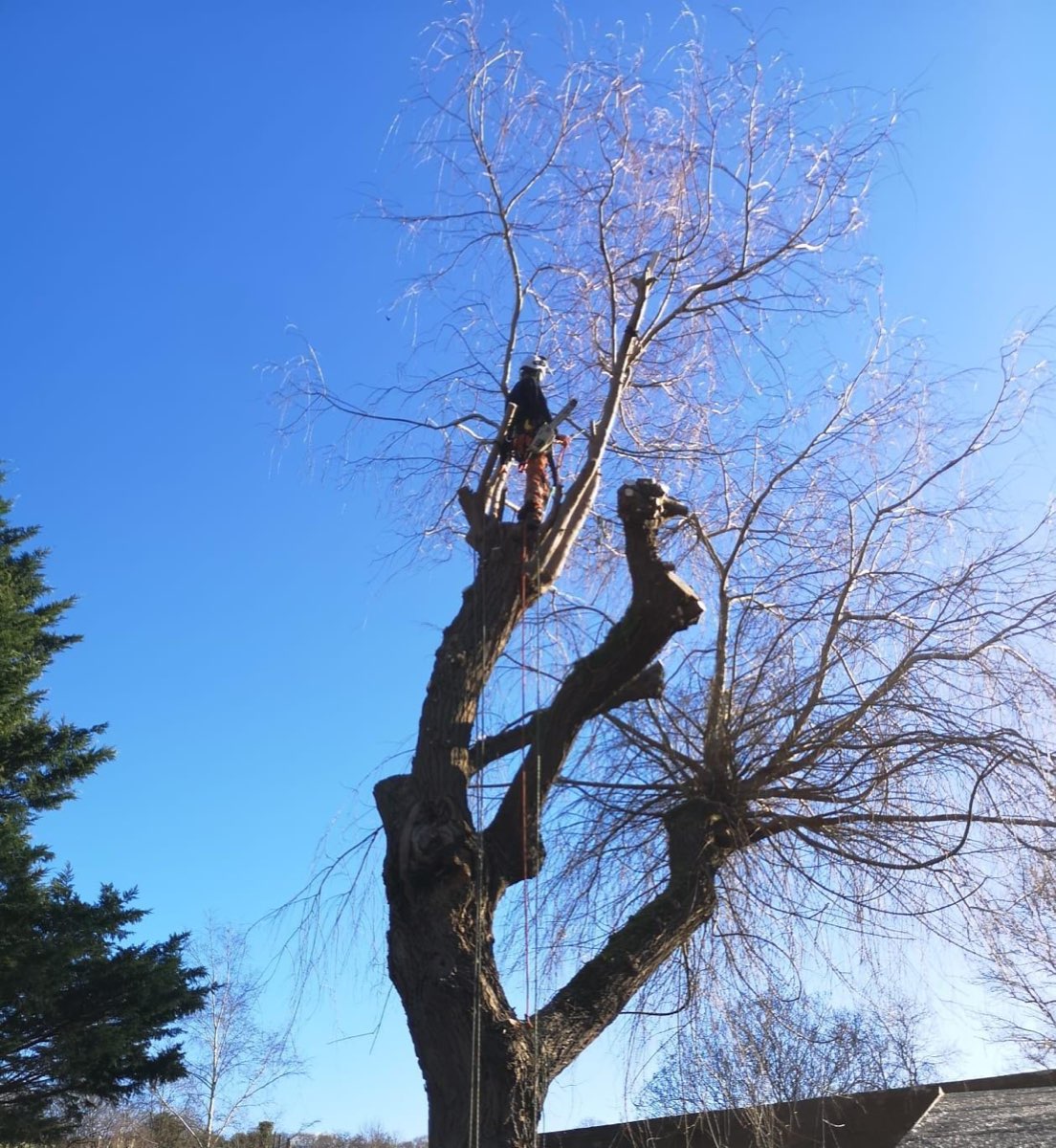 Tree Surgery